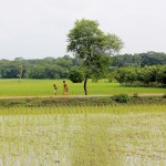 Image of paddy fields