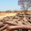 Makula logs in Zambia