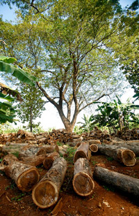 Forestry in Indonesia