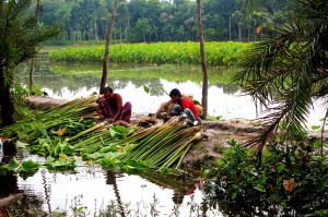 Image of farmers harvesting crops by water