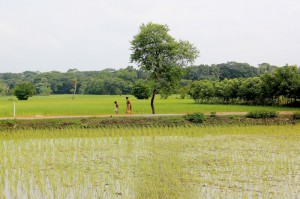 Image of paddy fields